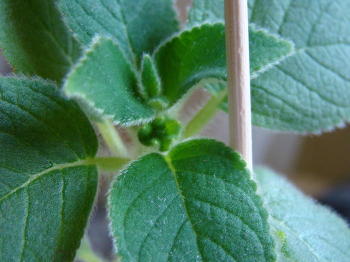 Kohleria Ampallang 4 bobocel