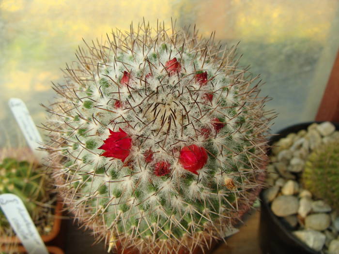 11. Mammillaria ?