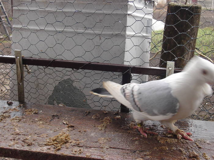 28 - C Porumbei Blueti si Satineti Vechi