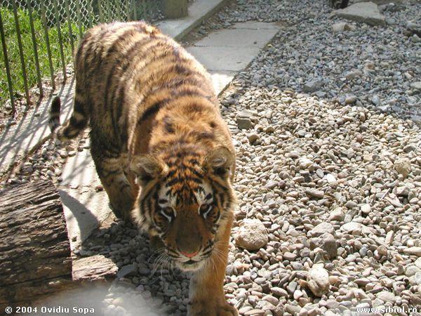 zoo-sibiu-tigru-2 - TIGRI