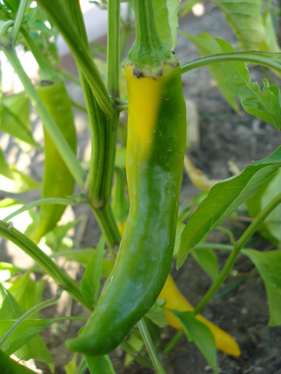 Golden Cayenne Pepper (2009, Aug.21)