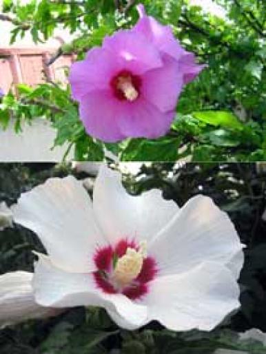 HIBISCUS SYRIACUS-FLORI - Arbusti