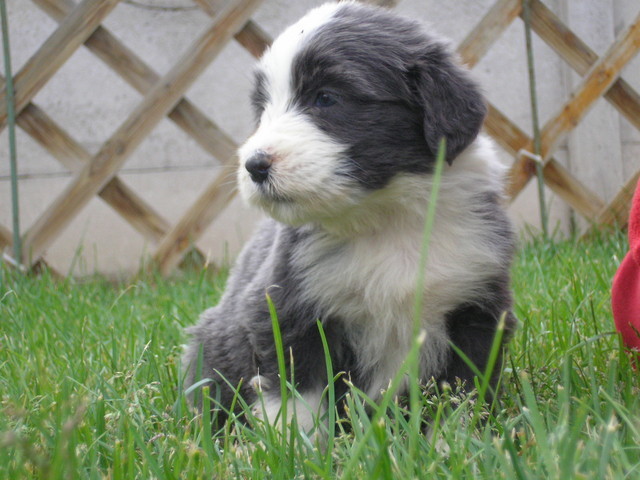 happy 5 saptamani - Happy-bearded collie-catelusa noastra minunata