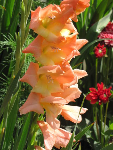 Gladiola pitica 17 iul 2009 - gladiole