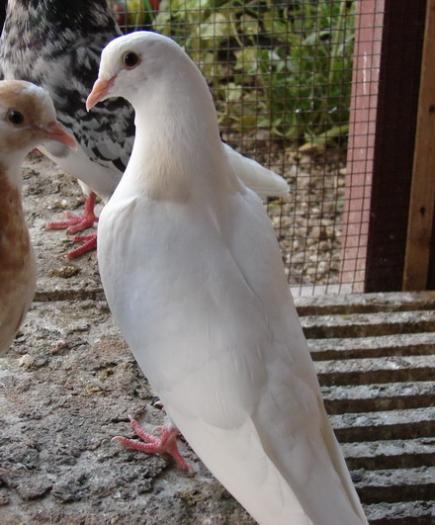 homozigot Almond heterozigot baldhead (ochi negri) - Culorile Porumbeilor NET