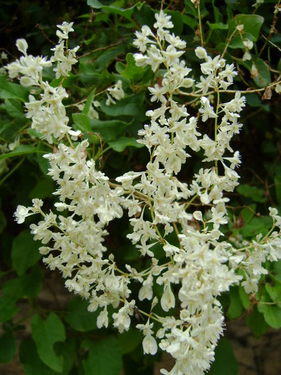 DSC06877; ALB PUR IN OCTOMBRIE
