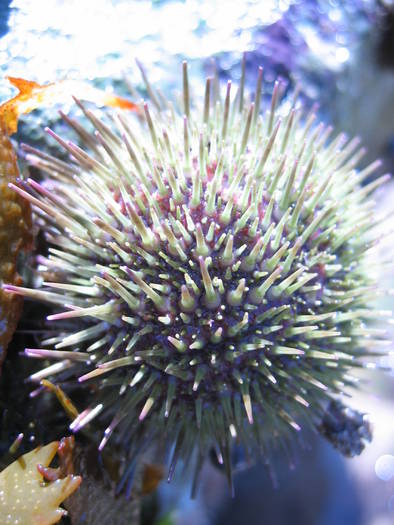 SeaUrchin[1] - animale acvatice