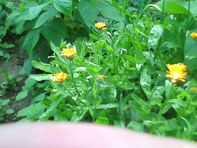 draganeasa09 059 - vacanta draganeasa 2009