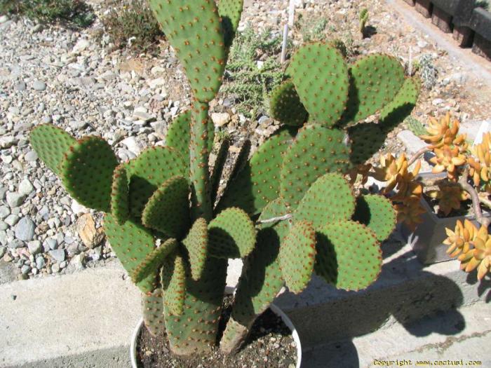 opuntia_microdasys_v1