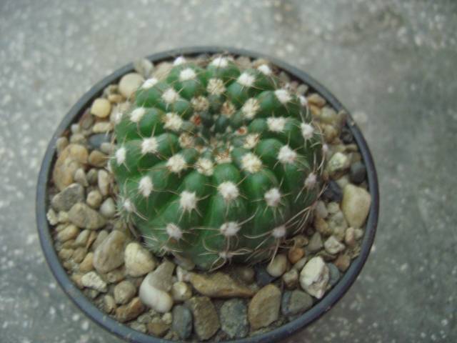 Notocactus