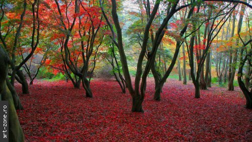 AutumnColours_WinkworthArboretum_UnitedKingdom - Culori la alegere