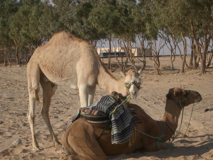 IMGP1576 - TUNISIA 2007