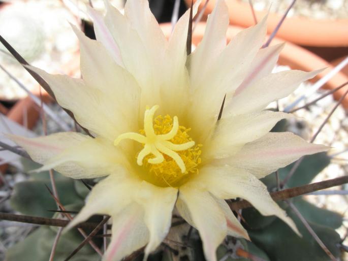 detaliu floare Thelocactus