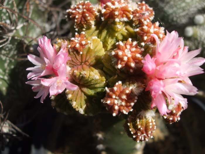 Aztekium ritteri - CACTUSI SI FLORI