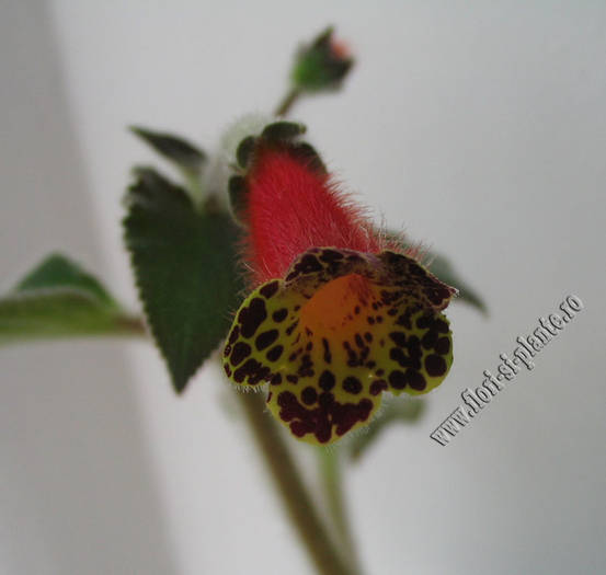 Kohleria Mothers Lipstick 2