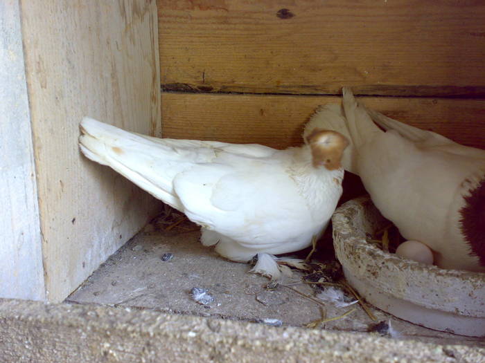 110420092007 - 1712 Marian Serbancea