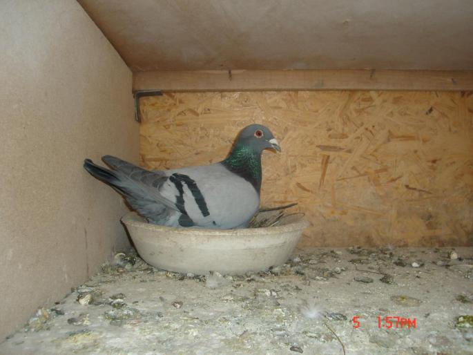 Picture 456 - porumbeii unui prieten
