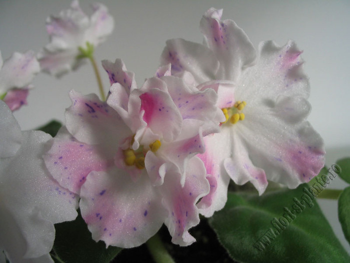 Saintpaulia  Kostina Fantasya 1 - VIOLETE AFRICANE  - Saintpaulia