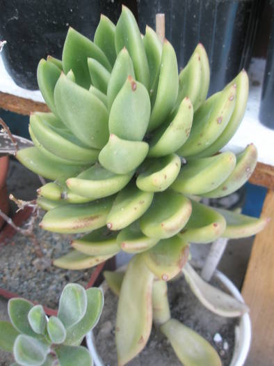 Echeveria agavoides