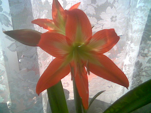 Hippeastrum - Inflorite 2009