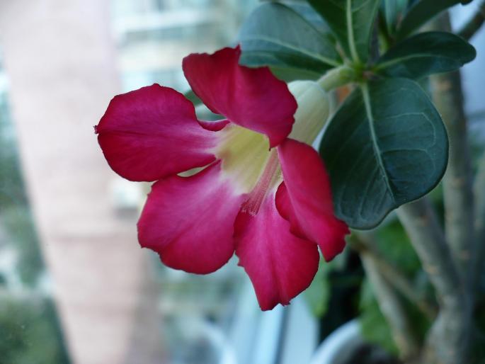 floare de Adenium obesum - Alte plante