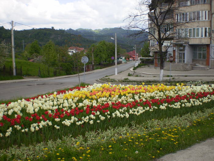 Poze 023; Primavara 2008.
