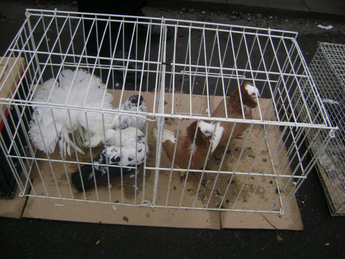 DSC05709 - Expozitie Sancraiu de Mures 2009 - Targ