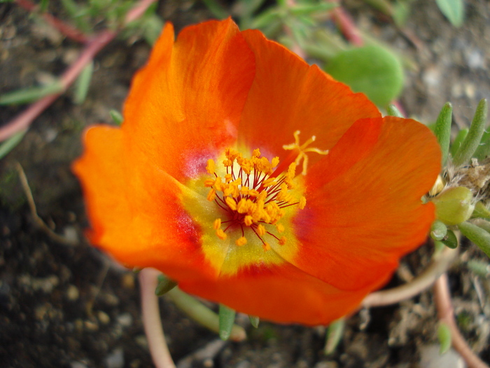 Orange Portulaca (2009, Sep.12) - 09 Garden in September