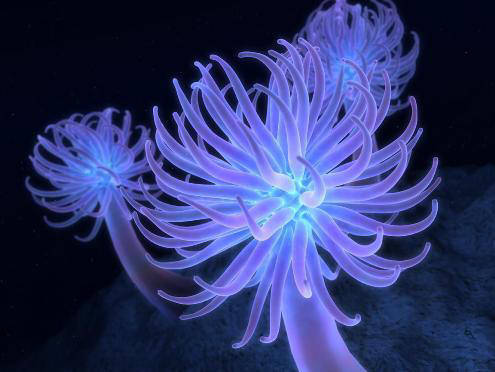 Purple%20Sea%20Anemone%20by%20%20Bakgrunder%20FOR%20WEBSITE[1] - animale acvatice