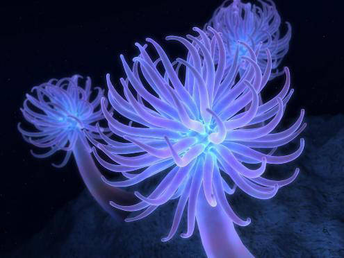 Purple%20Sea%20Anemone%20by%20%20Bakgrunder%20FOR%20WEBSITE[1]