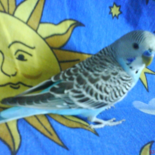 efc82f1f0f712f0c836fab97a39b2c93 - club animale