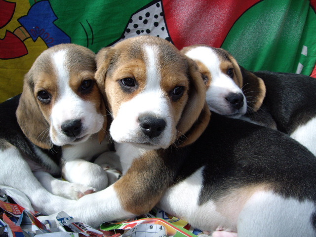 Beagle; 3masculi 2 luni expo Arad 10.09.
