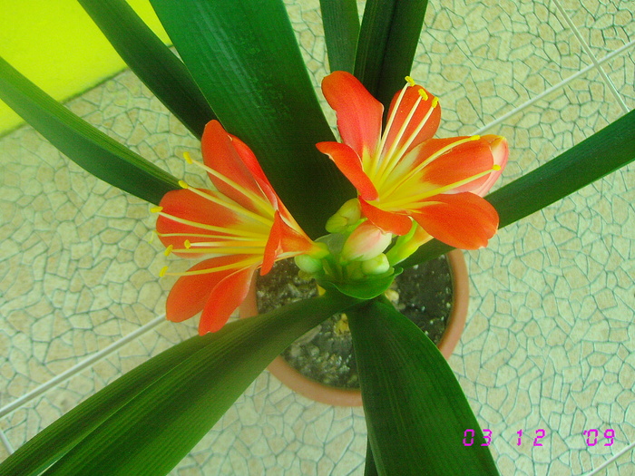 Clivia - Flori de camera 2009