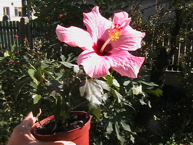 Picture 095