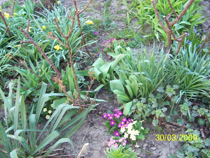 100_0277 - Primavara in curte  Timisoara