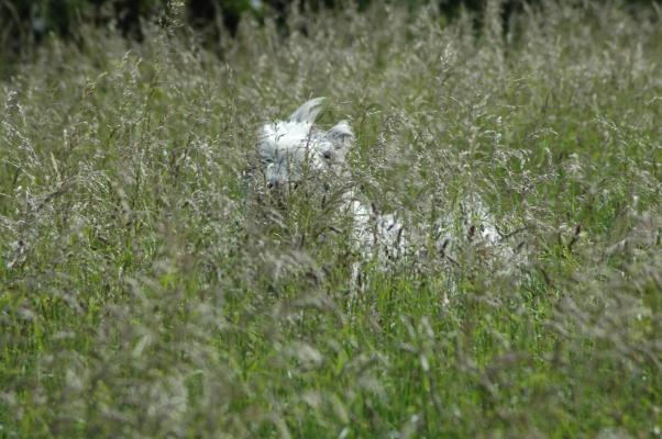 Vanatoare de iepuri,prin iarba