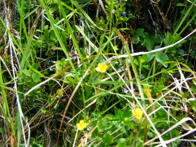 DSCF3037 - Suior Poiana Mlejnita Varful Secatura Creasta Cocosului  din Muntii Guta