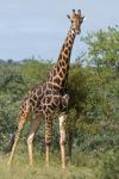 xfdgh - animale din africa