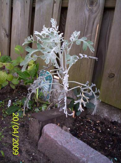 Cineraria 20 apr 2009 (2)  - plante diverse