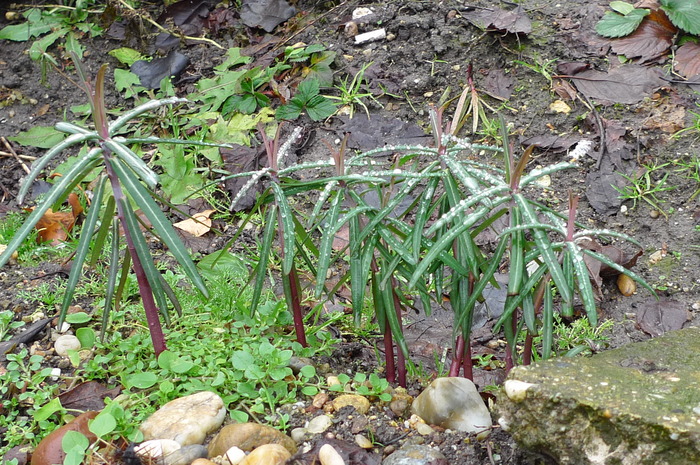 Euphorbia lathyris, 10 ianuarie 2010 - Plante hardy