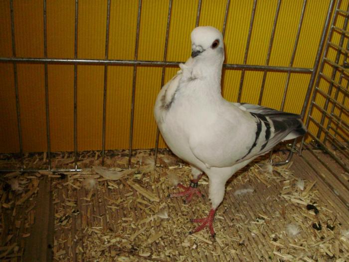 13728 itowl ice 0 - 1505 partea 6