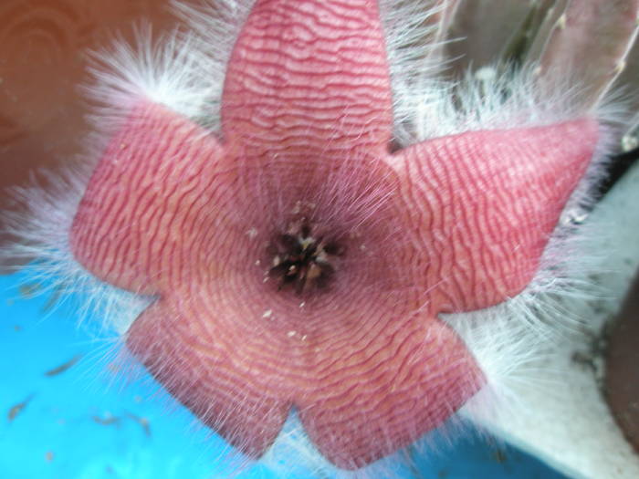 Stapelia flavirostris - floare - Asclepidiacee 2009