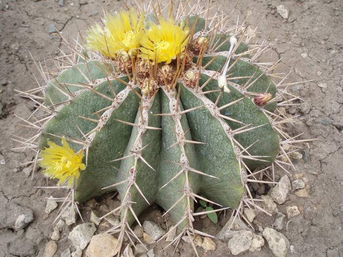 Ferocactus schwarzii