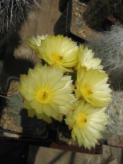 Echinocereus subinermis