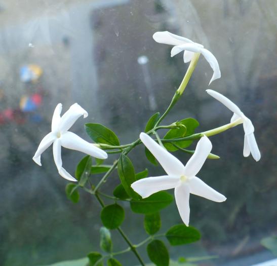 P1080269 - Iasomie de camera - Jasminum