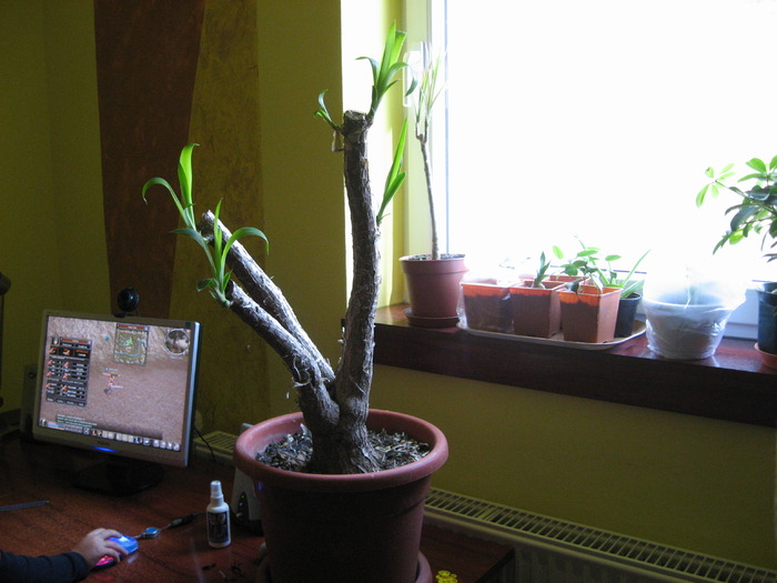 yucca frezata - florile mele 2009