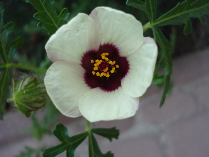 Hibiscus trionum (2009, August 28) Hibiscus trionum (2009, August 28)