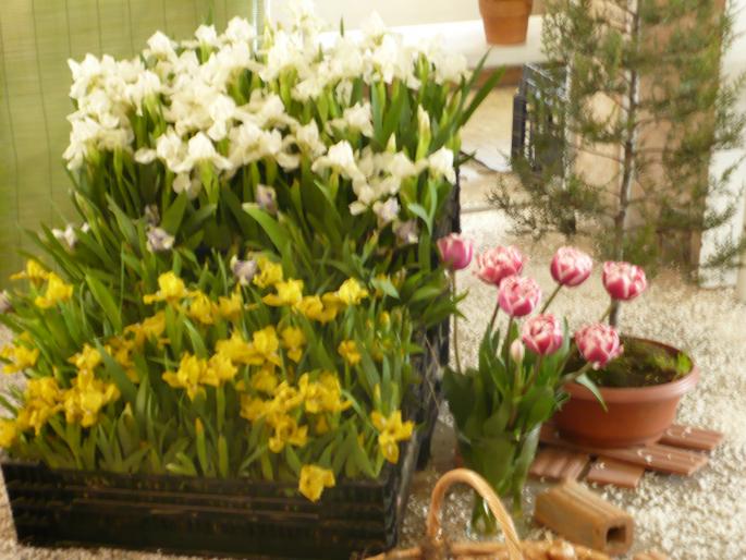 P1010388 - Pitesti 19 aprilie 2008 - II