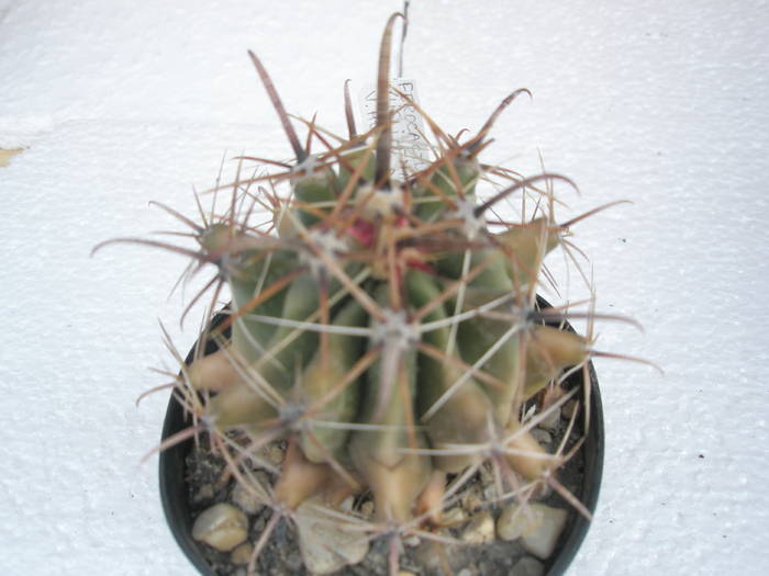 Ferocactus wislizenii v. herrerae - Ferocactus