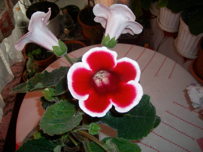Gloxinia rosu paspolat